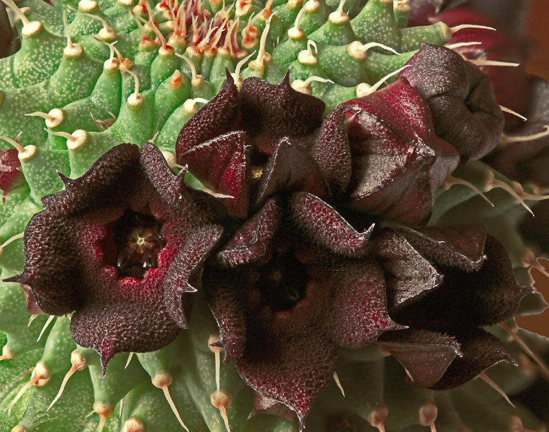 Hoodia pilifera